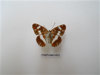 藏品(隱線蛺蝶)的圖片